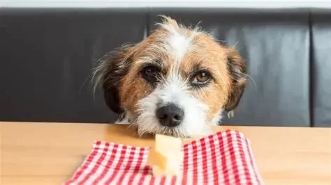 Can Dogs Eat Scrambled Eggs with Cheese? What You Need to Know