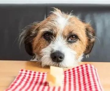 Can Dogs Eat Scrambled Eggs with Cheese? What You Need to Know