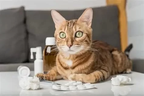 Best Practices for Administering Pet Medications at Home Every Owner Should Know