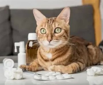 Best Practices for Administering Pet Medications at Home Every Owner Should Know