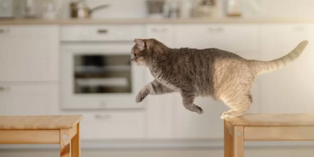 Why Is My Cat Unable to Jump Onto Furniture? Causes and Solutions