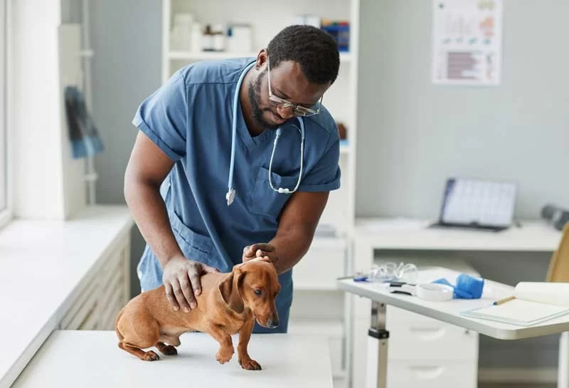 What is the Highest Paying Veterinary Job? Explore the Best Career Paths in Veterinary Medicine