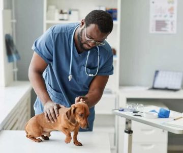 What is the Highest Paying Veterinary Job? Explore the Best Career Paths in Veterinary Medicine