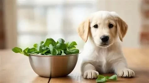 Can Dogs Eat Spinach and Broccoli? Health Benefits and Risks
