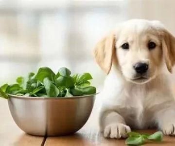 Can Dogs Eat Spinach and Broccoli? Health Benefits and Risks