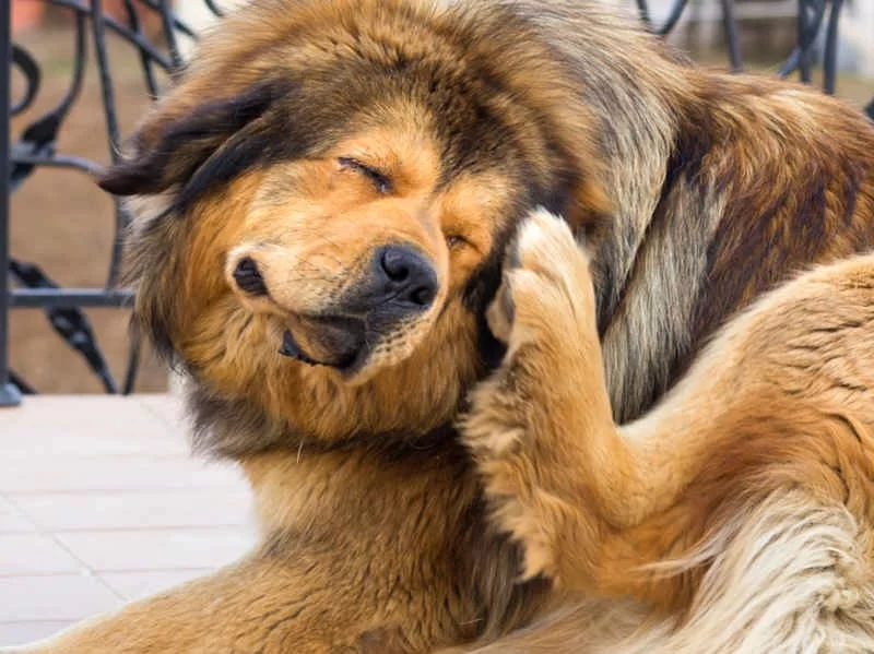 Dog Excessive Scratching Near Ears: Causes and Solutions