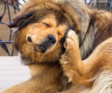 Dog Excessive Scratching Near Ears: Causes and Solutions