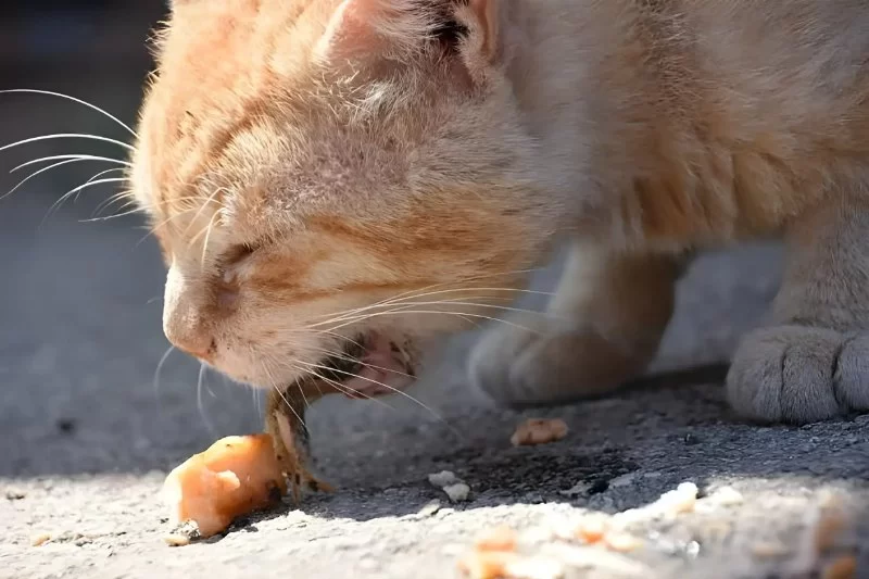 Why Your Cat Vomits Food After Eating Too Quickly – Understanding the Causes and Solutions
