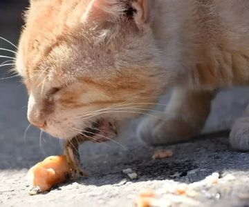 Why Your Cat Vomits Food After Eating Too Quickly – Understanding the Causes and Solutions