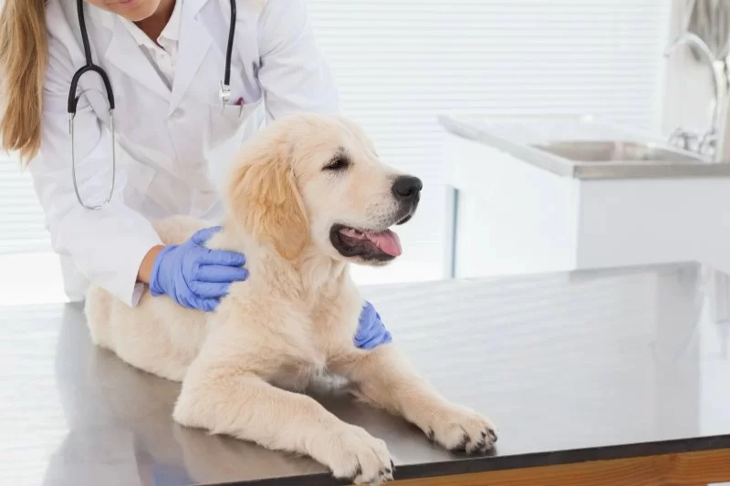How Often Should You Take Your Dog to the Vet? A Breed-by-Breed Guide in 2025