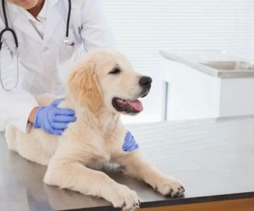 How Often Should You Take Your Dog to the Vet? A Breed-by-Breed Guide in 2025
