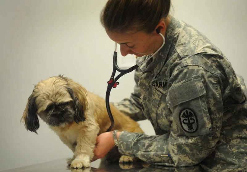 Can You Be a Veterinarian in the Air Force? A Complete Guide