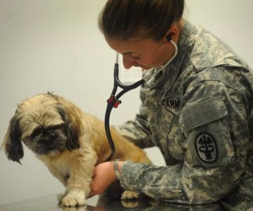 Can You Be a Veterinarian in the Air Force? A Complete Guide