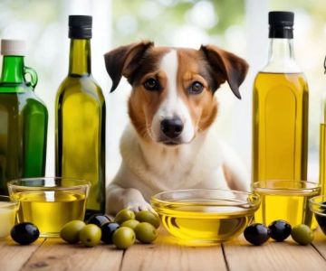 Can Dogs Eat Olive Oil? Benefits and Precautions