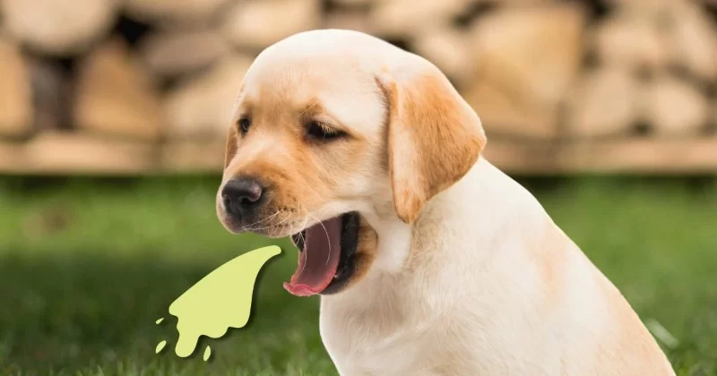 What to Do If Your Dog is Vomiting Bile in the Morning