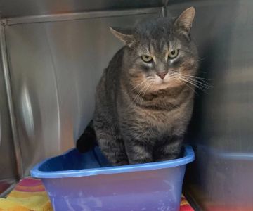 Why Is Your Cat Peeing Outside the Litter Box? Causes and Solutions