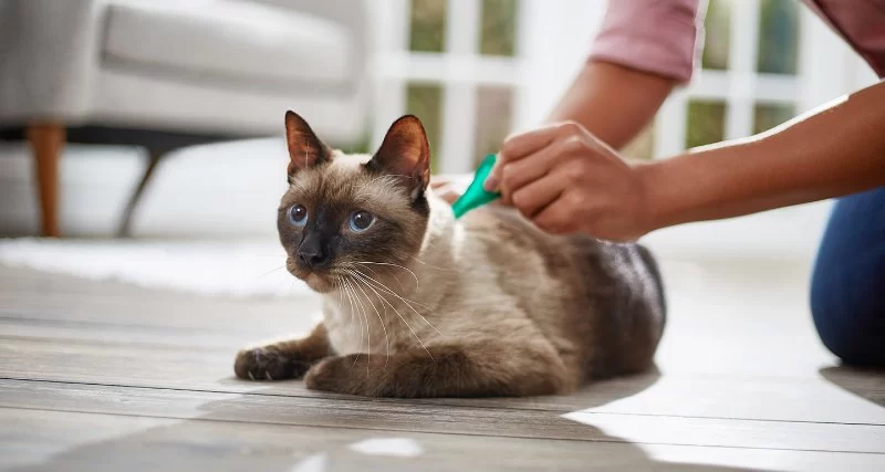 What to Do If Your Cat Has Fleas: Treatment and Prevention