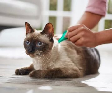 What to Do If Your Cat Has Fleas: Treatment and Prevention
