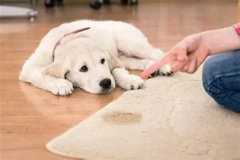 Housebreaking a Puppy: Mistakes to Avoid and Best Practices With Natural Remedies