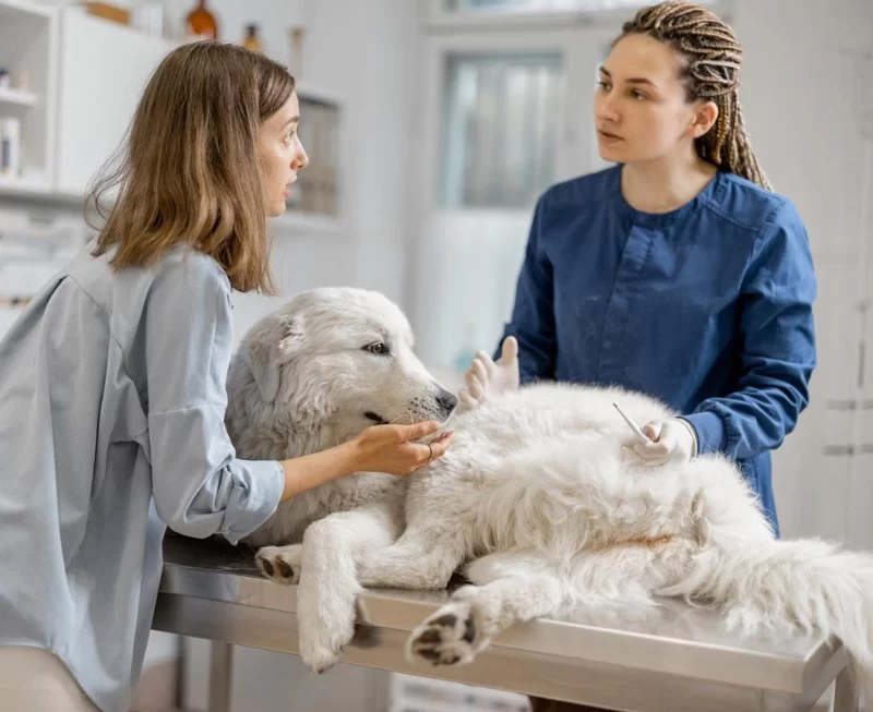 What Do You Do as a Veterinarian? Insight into the Life of a Vet