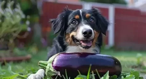 Can Dogs Eat Eggplant Cooked? A Guide to Safe Feeding