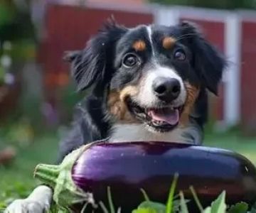 Can Dogs Eat Eggplant Cooked? A Guide to Safe Feeding