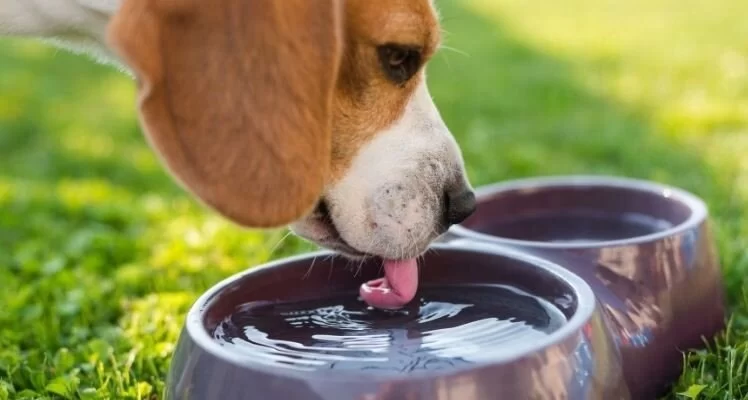 Dog Excessive Thirst and Urination: Understanding the Causes and Solutions