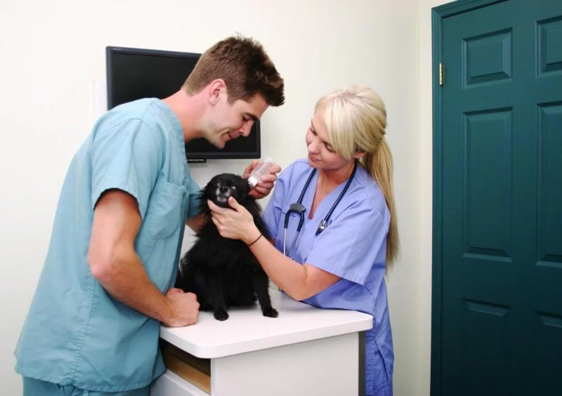 The Role of a Veterinary Technician: What They Do for Your Pet Explained Simply