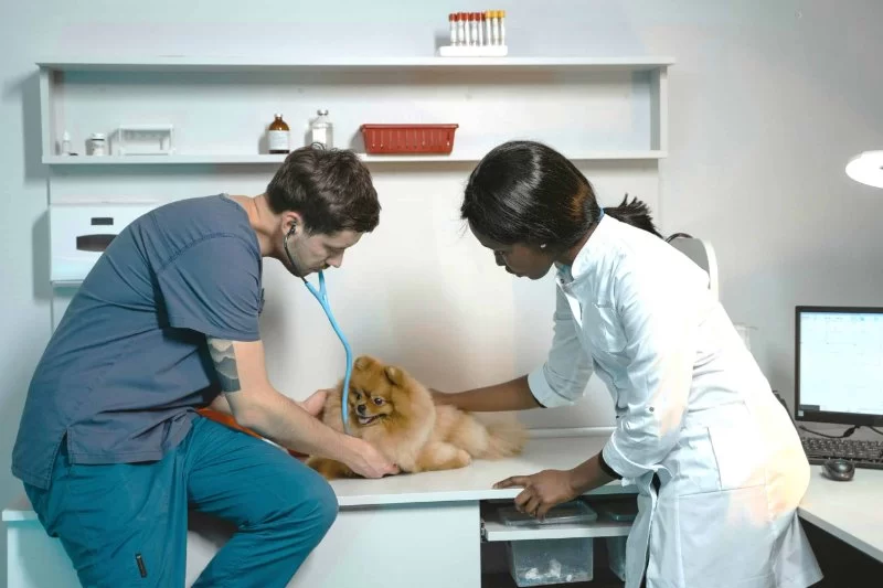 Does Veterinary Pay Well? Understanding Salaries in the Veterinary Field