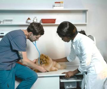 Does Veterinary Pay Well? Understanding Salaries in the Veterinary Field