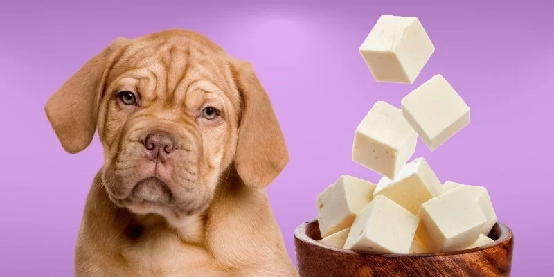 Can Dogs Eat Cottage Cheese? Benefits and Risks Explained