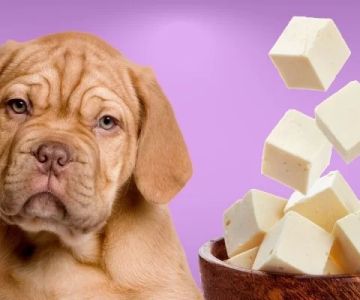 Can Dogs Eat Cottage Cheese? Benefits and Risks Explained