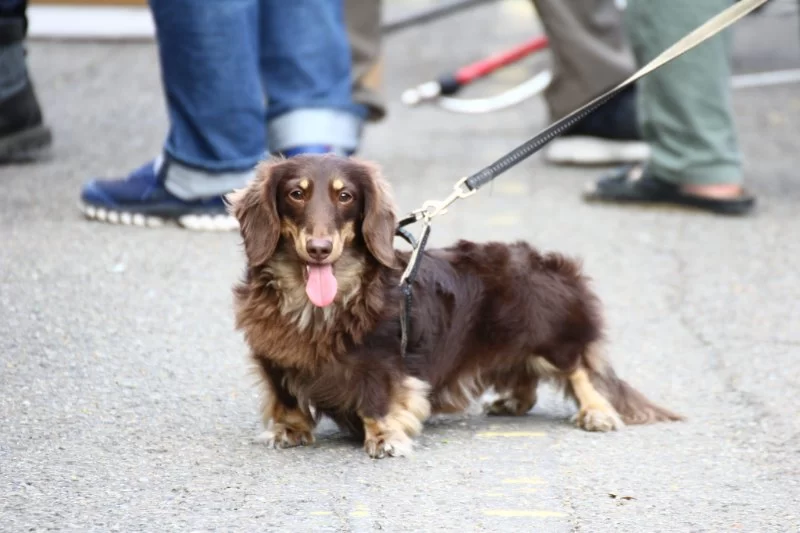 Dog Loss of Appetite and Weight: Causes and Solutions