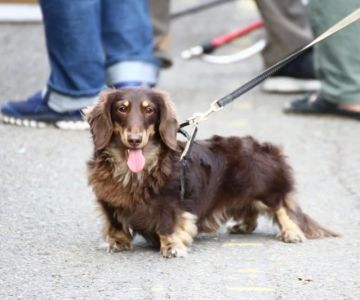 Dog Loss of Appetite and Weight: Causes and Solutions