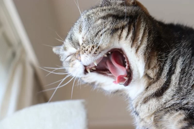 Cat Sneezing Frequently with No Cold Symptoms: What You Need to Know