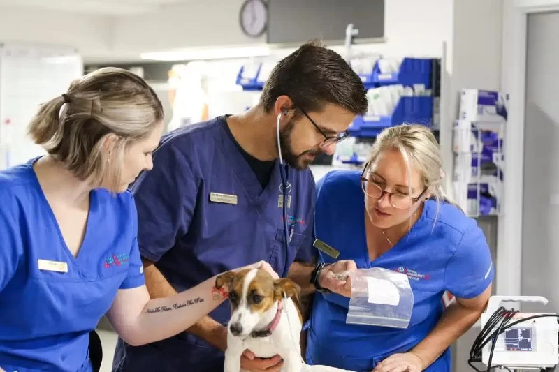 How to Handle a Pet Emergency Before Reaching the Vet – Vet Approved Insights