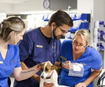 How to Handle a Pet Emergency Before Reaching the Vet – Vet Approved Insights