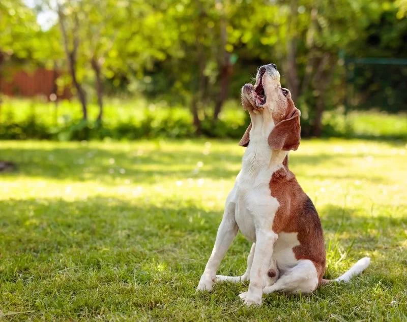 How to Stop Your Dog from Barking Excessively Without Punishment
