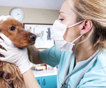 What Do You Need to Be a Veterinarian? A Complete Guide to Becoming a Veterinarian