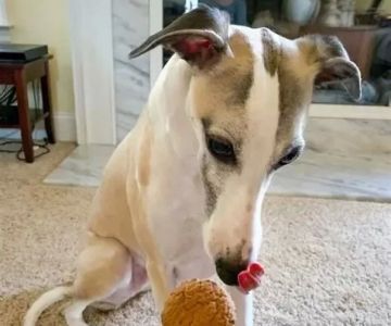 Can Dogs Eat Ginger Snaps? What You Need to Know About Sharing Treats