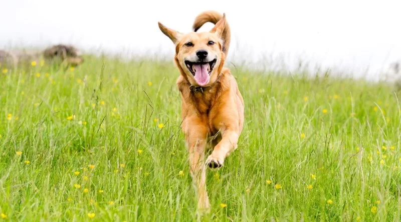 Why Your Dog Isn’t Wagging Their Tail as Usual and What It Means