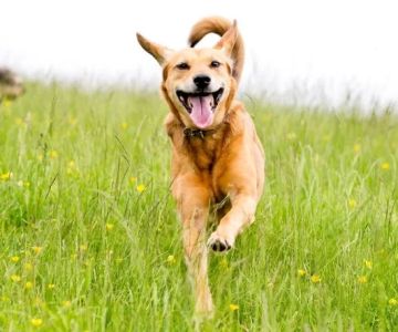 Why Your Dog Isn’t Wagging Their Tail as Usual and What It Means