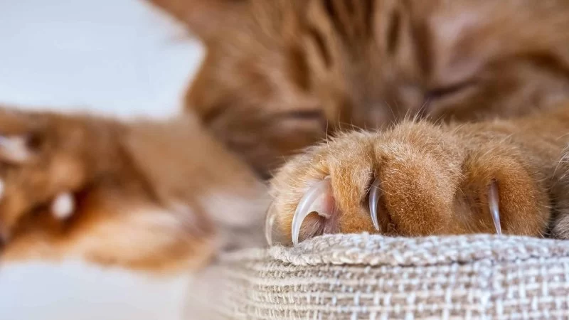 Understanding Why Your Cat Is Chewing on Their Claws Excessively