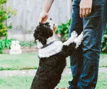 Using Health Dashboards to Detect Early Signs of Pet Illness That Could Save Your Pet's Life