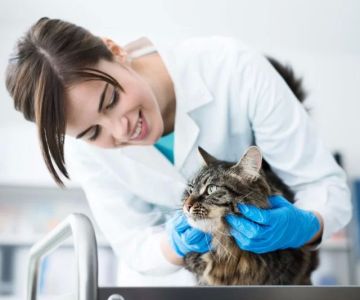 Mobile Veterinary Clinics: Are They Worth It and Could They Save Your Pet's Life?