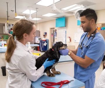 Does the University of Alabama Have a Veterinary Program? Discover Your Options