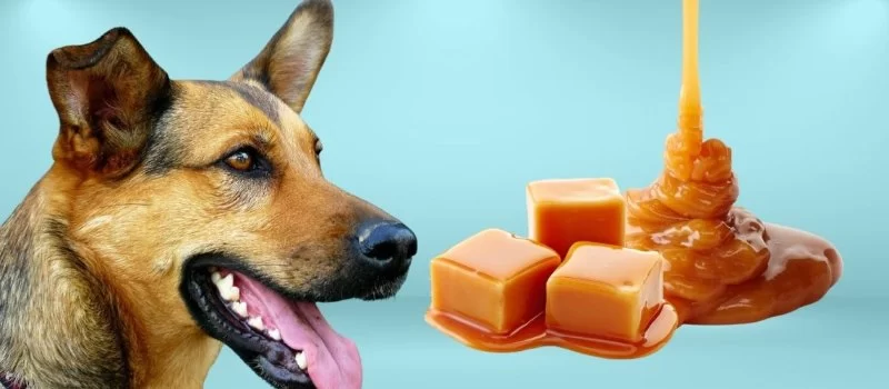 Can Dogs Eat Caramel? Risks and Alternatives for Your Pet