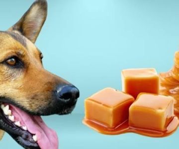 Can Dogs Eat Caramel? Risks and Alternatives for Your Pet