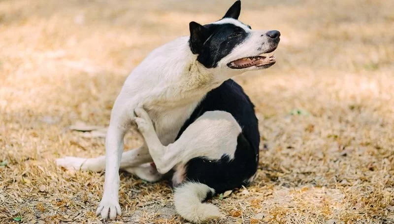 Dog Excessive Scratching at Neck: Causes and Solutions