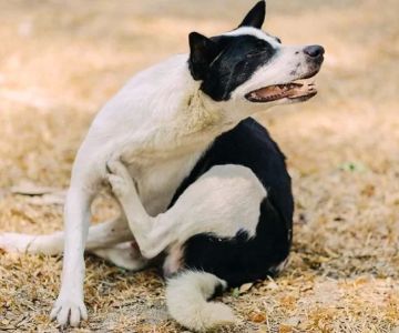 Dog Excessive Scratching at Neck: Causes and Solutions